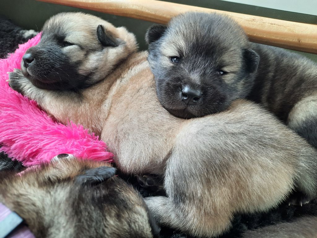 chiot Eurasier Mendi Izoztua-ostyne